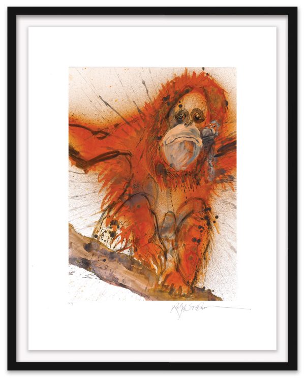 Bornean-Sumatran Orangutan Cheap