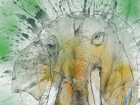 African-Asian Elephant Hot on Sale