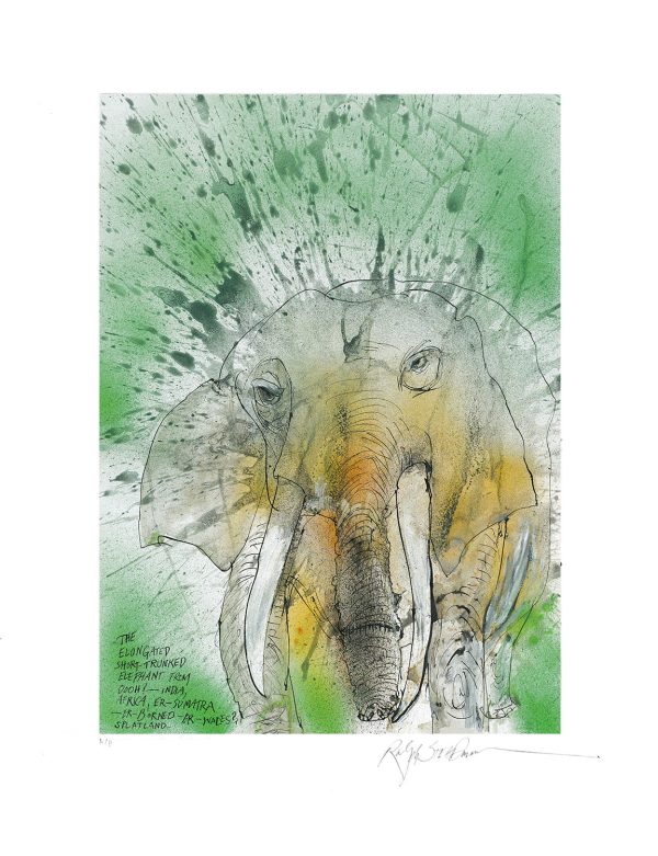 African-Asian Elephant Hot on Sale