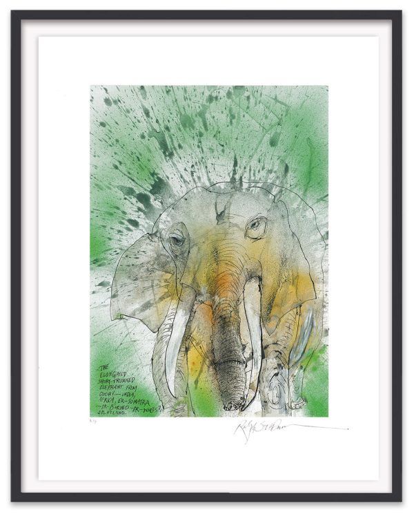 African-Asian Elephant Hot on Sale