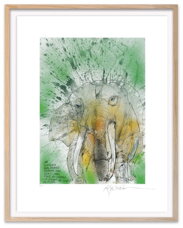 African-Asian Elephant Hot on Sale