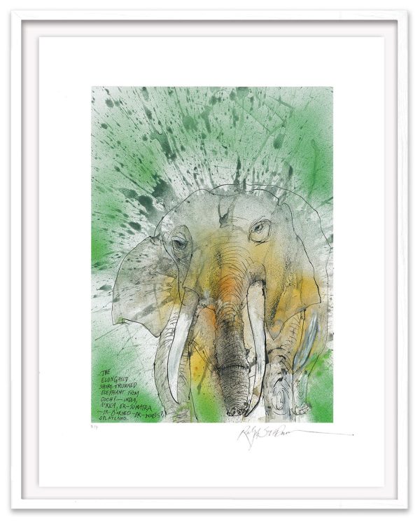 African-Asian Elephant Hot on Sale