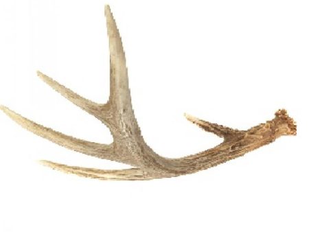 Antler One Dot (1-2 oz.) For Discount