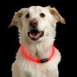 Nite Ize NiteHowl LED Safety Necklace For Discount