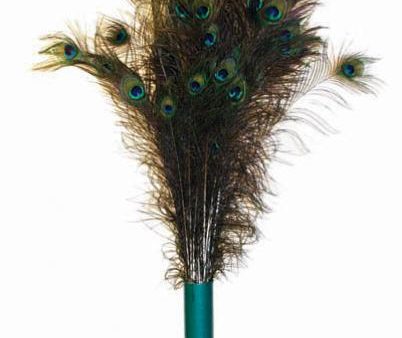 Peacock Feather For Discount