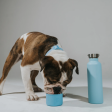 Springer Dog & Me Water Bottle Online Sale