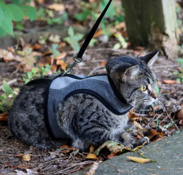 Cat Wrap Medium Harness w  Leash Sale